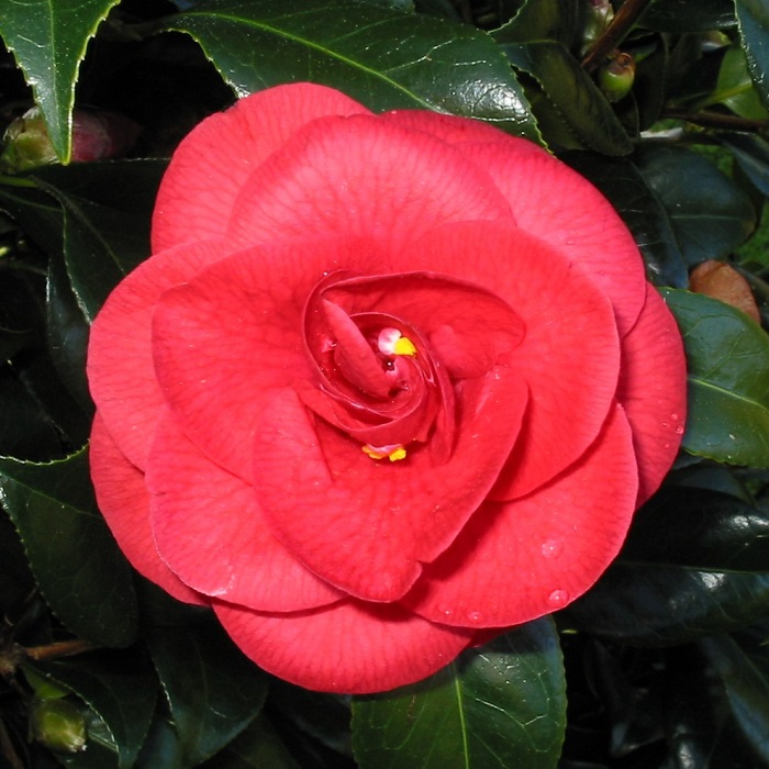 Camellia Ace of Hearts