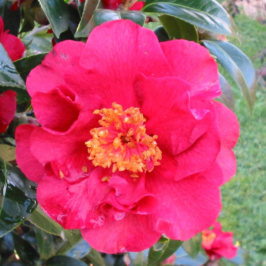 Camellia Bob Hope