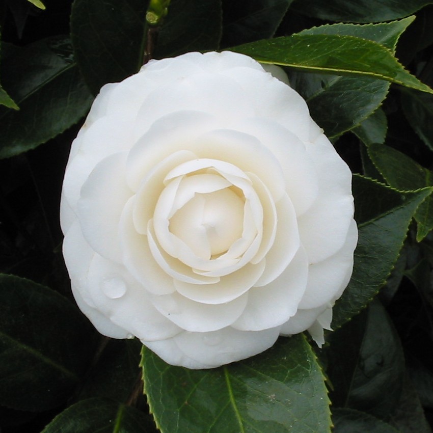 Camellia Tootsie