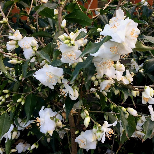 Camellia tsaii