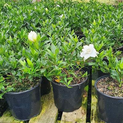 Gardenia radicans