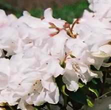 Rhododendron Dora Amateis