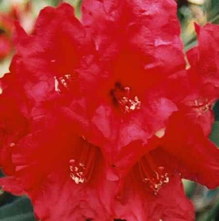 Rhododendron Drum Major