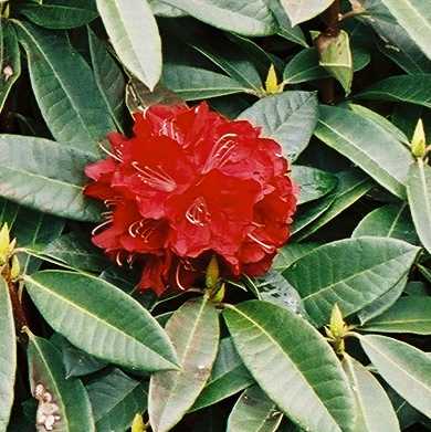Rhododendron Bibiana