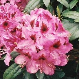 Rhododendron Bumblebee