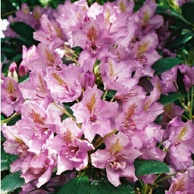 Rhododendron Fastuosum Flore Plena