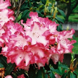 Rhododendron Raingold