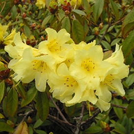 Rhododendron Safron Queen