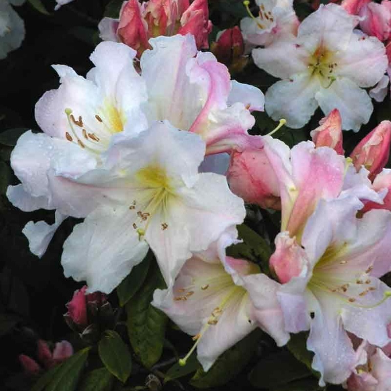 Rhododendron Maddenii